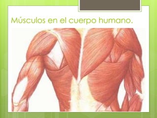 Músculos en el cuerpo humano. 
 
