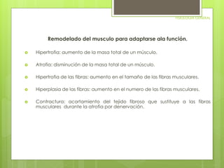 FISIOLOGIA GENERAL 
Remodelado del musculo para adaptarse ala función. 
 Hipertrofia: aumento de la masa total de un músculo. 
 Atrofia: disminución de la masa total de un músculo. 
 Hipertrofia de las fibras: aumento en el tamaño de las fibras musculares. 
 Hiperplasia de las fibras: aumento en el numero de las fibras musculares. 
 Contractura: acortamiento del tejido fibroso que sustituye a las fibras 
musculares durante la atrofia por denervación. 
 