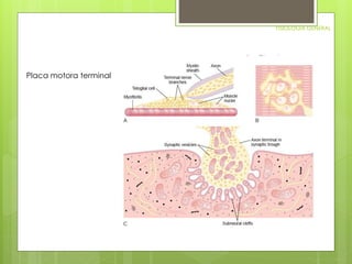 FISIOLOGIA GENERAL 
Placa motora terminal 
 