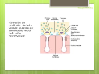 FISIOLOGIA GENERAL 
•Liberación de 
acetilcolina desde las 
vesículas sinápticas en 
la membrana neural 
de la unión 
neuromuscular. 
 