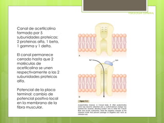 FISIOLOGIA GENERAL 
Canal de acetilcolina 
formado por 5 
subunidades proteicas; 
2 proteinas alfa, 1 beta, 
1 gamma y 1 delta. 
El canal permanece 
cerrado hasta que 2 
moléculas de 
acetilcolina se unen 
respectivamente a las 2 
subunidades proteicas 
alfa. 
Potencial de la placa 
terminal: cambio de 
potencial positivo local 
en la membrana de la 
fibra muscular. 
 