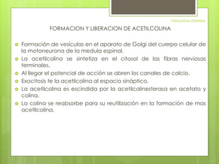FISIOLOGIA GENERAL 
FORMACION Y LIBERACION DE ACETILCOLINA 
 Formación de vesículas en el aparato de Golgi del cuerpo celular de 
la motoneurona de la medula espinal. 
 La acetilcolina se sintetiza en el citosol de las fibras nerviosas 
terminales. 
 Al llegar el potencial de acción se abren los canales de calcio. 
 Exocitosis te la acetilcolina al espacio sináptico. 
 La acetilcolina es escindida por la acetilcolinesterasa en acetato y 
colina. 
 La colina se reabsorbe para su reutilización en la formación de mas 
acetilcolina. 
 