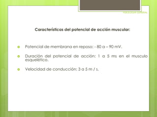 FISIOLOGIA GENERAL 
Características del potencial de acción muscular: 
 Potencial de membrana en reposo: - 80 a – 90 mV. 
 Duración del potencial de acción: 1 a 5 ms en el musculo 
esquelético. 
 Velocidad de conducción: 3 a 5 m / s. 
 