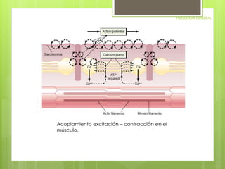 FISIOLOGIA GENERAL 
Acoplamiento excitación – contracción en el 
músculo. 
 