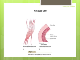 FISIOLOGIA GENERAL 
MUSCULO LISO 
 