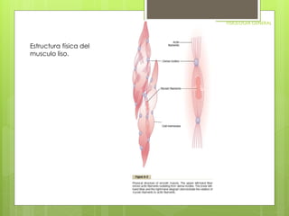 FISIOLOGIA GENERAL 
Estructura física del 
musculo liso. 
 