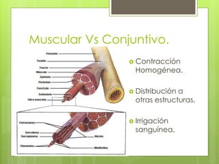 Muscular Vs Conjuntivo. 
 Contracción 
Homogénea. 
 Distribución a 
otras estructuras. 
 Irrigación 
sanguínea. 
 