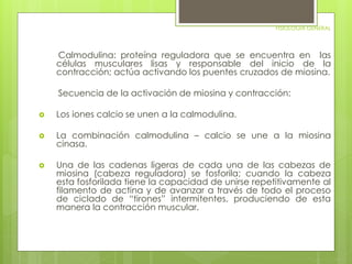 FISIOLOGIA GENERAL 
Calmodulina: proteína reguladora que se encuentra en las 
células musculares lisas y responsable del inicio de la 
contracción; actúa activando los puentes cruzados de miosina. 
Secuencia de la activación de miosina y contracción: 
 Los iones calcio se unen a la calmodulina. 
 La combinación calmodulina – calcio se une a la miosina 
cinasa. 
 Una de las cadenas ligeras de cada una de las cabezas de 
miosina (cabeza reguladora) se fosforila; cuando la cabeza 
esta fosforilada tiene la capacidad de unirse repetitivamente al 
filamento de actina y de avanzar a través de todo el proceso 
de ciclado de “tirones” intermitentes, produciendo de esta 
manera la contracción muscular. 
 