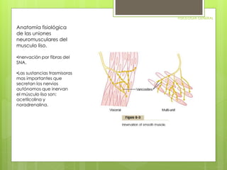 FISIOLOGIA GENERAL 
Anatomía fisiológica 
de las uniones 
neuromusculares del 
musculo liso. 
•Inervación por fibras del 
SNA. 
•Las sustancias trasmisoras 
mas importantes que 
secretan los nervios 
autónomos que inervan 
el músculo liso son: 
acetilcolina y 
noradrenalina. 
 