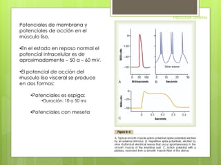 FISIOLOGIA GENERAL 
Potenciales de membrana y 
potenciales de acción en el 
músculo liso. 
•En el estado en reposo normal el 
potencial intracelular es de 
aproximadamente – 50 a – 60 mV. 
•El potencial de acción del 
musculo liso visceral se produce 
en dos formas: 
•Potenciales es espiga: 
•Duración: 10 a 50 ms 
•Potenciales con meseta 
 