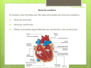 FISIOLOGIA GENERAL 
Músculo cardíaco 
El corazón esta formado por tres tipos principales de músculo cardíaco: 
 Músculo auricular 
 Músculo ventricular 
 Fibras musculares especializadas de excitación y de conducción 
 