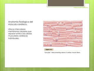 FISIOLOGIA GENERAL 
Anatomía fisiológica del 
músculo cardíaco. 
•Discos intercalares: 
membranas celulares que 
separan entre si las células 
musculares cardiacas 
individuales. 
 
