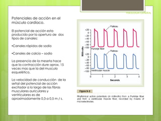 FISIOLOGIA GENERAL 
Potenciales de acción en el 
músculo cardíaco. 
El potencial de acción esta 
producido por la apertura de dos 
tipos de canales: 
•Canales rápidos de sodio 
•Canales de calcio – sodio 
La presencia de la meseta hace 
que la contracción dure aprox. 15 
veces mas que la del musculo 
esquelético. 
La velocidad de conducción de la 
señal del potencial de acción 
excitador a lo largo de las fibras 
musculares auriculares y 
ventriculares es de 
aproximadamente 0,3 a 0,5 m / s. 
 