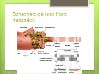 Estructura de una fibra 
muscular. 
 