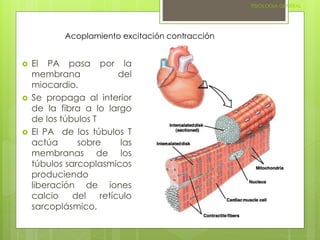 FISIOLOGIA GENERAL 
Acoplamiento excitación contracción 
 El PA pasa por la 
membrana del 
miocardio. 
 Se propaga al interior 
de la fibra a lo largo 
de los túbulos T 
 El PA de los túbulos T 
actúa sobre las 
membranas de los 
túbulos sarcoplasmicos 
produciendo 
liberación de iones 
calcio del retículo 
sarcoplásmico. 
 