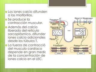  Los iones calcio difunden 
a las miofibrillas. 
 Se produce la 
contracción muscular. 
 Además del calcio 
liberado del retículo 
sarcoplásmico, difunden 
iones calcio adicionales 
desde los túbulos T. 
 La fuerza de contracción 
del musculo cardiaco 
depende en gran medida 
de la concentración de 
iones calcio en el LEC. 
