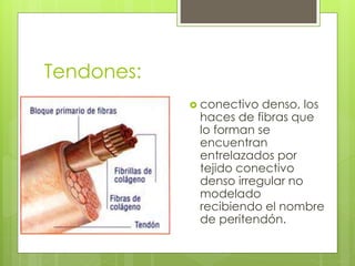 Tendones: 
 conectivo denso, los 
haces de fibras que 
lo forman se 
encuentran 
entrelazados por 
tejido conectivo 
denso irregular no 
modelado 
recibiendo el nombre 
de peritendón. 
 