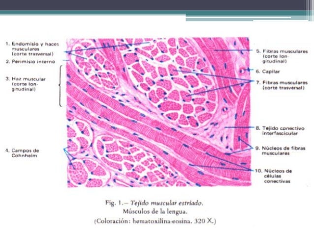Tejido muscular
