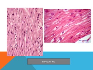 Músculo liso
 