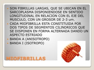 MIOFIBRILLAS
 SON FIBRILLAS LARGAS, QUE SE UBICAN EN EL
SARCOPLASMA DISPONIENDOSE EN SENTIDO
LONGITUDINAL EN RELACION CON EL EJE DEL
MUSCULO, CON UN GROSOR DE 2-3 um.
 CADA MIOFIBRILLA ESTA CONSTITUIDA POR
DOS TIPOS DE SEGMENTOS CILINDRICOS QUE
SE DISPONEN EN FORMA ALTERNADA DANDO UN
ASPECTO ESTRIADO
 BANDA A (ANISOTROPO)
 BANDA I (ISOTROPO)
 