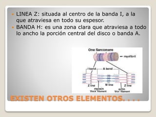 EXISTEN OTROS ELEMENTOS. . . .
 LINEA Z: situada al centro de la banda I, a la
que atraviesa en todo su espesor.
 BANDA H: es una zona clara que atraviesa a todo
lo ancho la porción central del disco o banda A.
 
