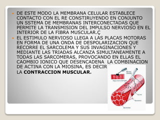  DE ESTE MODO LA MEMBRANA CELULAR ESTABLECE
CONTACTO CON EL RE CONSTIRUYENDO EN CONJUNTO
UN SSTEMA DE MEMBRANAS INTERCONECTADAS QUE
PERMITE LA TRANSMISION DEL IMPULSO NERVIOSO EN EL
INTERIOR DE LA FIBRA MUSCULAR.Ç
 EL ESTIMULO NERVIOSO LLEGA A LAS PLACAS MOTORAS
EN FORMA DE UNA ONDA DE DESPOLARIZACION QUE
RECORRE EL SARCOLEMA Y SUS INVAGINACIONES Y
MEDIANTE LAS TRIADAS ALCANZA SIMULTANEAMENTE A
TODAS LAS SARCOMERAS, PROVOCANDO EN ELLAS EL
CAOMBIO IONICO QUE DESENCADENA LA COMBINACION
DE ACTINA CON LA MIOSINA, ES DECIR
LA CONTRACCION MUSCULAR.
 