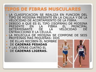 TIPOS DE FIBRAS MUSCULARES
 LA CLASIFICACION SE REALIZA EN FUNCION DEL
TIPO DE MIOSINA PRESENTE EN LA CALULA Y DE LA
VELOCIDAD DE ACORTAMIENTO DE LA FIBRA.
 DEBIDO A QUE ES EL TIPO (ISOFRMA) DE MIOSINA
PRESENTE EN LA FIBRA EL PRINCIPAL
DETERMINANTE DE LA VELOCIDAD DE
CNTRACCIOND E LA CELULA.
 LA MOLECULA DE MIOSINA SE COMPONE DE SEIS
PROTEINAS MAS PEQUEÑAS: DOS
 DE ELLAS RECIBEN EL NOMBRE
 DE CADENAS PESADAS
 Y LAS OTRAS CUATRO EL
 DE CADENAS LIGERAS.
 
