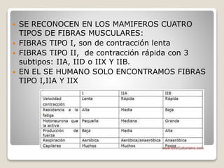  SE RECONOCEN EN LOS MAMIFEROS CUATRO
TIPOS DE FIBRAS MUSCULARES:
 FIBRAS TIPO I, son de contracción lenta
 FIBRAS TIPO II, de contracción rápida con 3
subtipos: IIA, IID o IIX Y IIB.
 EN EL SE HUMANO SOLO ENCONTRAMOS FIBRAS
TIPO I,IIA Y IIX
 