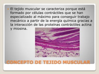 CONCEPTO DE TEJIDO MUSCULAR
 El tejido muscular se caracteriza porque está
formado por células contráctiles que se han
especializado al máximo para conseguir trabajo
mecánico a partir de la energía química gracias a
la interacción de las proteínas contráctiles actina
y miosina.
 