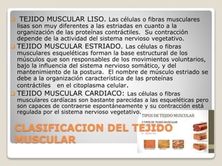 CLASIFICACION DEL TEJIDO
MUSCULAR
 TEJIDO MUSCULAR LISO. Las células o fibras musculares
lisas son muy diferentes a las estriadas en cuanto a la
organización de las proteínas contráctiles. Su contracción
depende de la actividad del sistema nervioso vegetativo.
 TEJIDO MUSCULAR ESTRIADO. Las células o fibras
musculares esqueléticas forman la base estructural de los
músculos que son responsables de los movimientos voluntarios,
bajo la influencia del sistema nervioso somático, y del
mantenimiento de la postura. El nombre de músculo estriado se
debe a la organización característica de las proteínas
contráctiles en el citoplasma celular.
 TEJIDO MUSCULAR CARDIACO: Las células o fibras
musculares cardíacas son bastante parecidas a las esqueléticas pero
son capaces de contraerse espontáneamente y su contracción está
regulada por el sistema nervioso vegetativo.
 