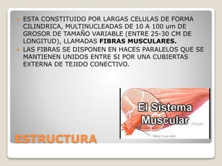 ESTRUCTURA
 ESTA CONSTITUIDO POR LARGAS CELULAS DE FORMA
CILINDRICA, MULTINUCLEADAS DE 10 A 100 um DE
GROSOR DE TAMAÑO VARIABLE (ENTRE 25-30 CM DE
LONGITUD), LLAMADAS FIBRAS MUSCULARES.
 LAS FIBRAS SE DISPONEN EN HACES PARALELOS QUE SE
MANTIENEN UNIDOS ENTRE SI POR UNA CUBIERTAS
EXTERNA DE TEJIDO CONECTIVO.
 
