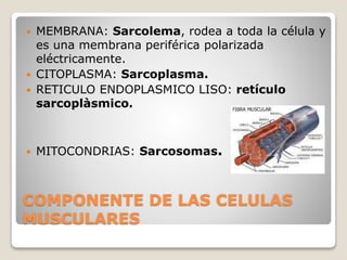 COMPONENTE DE LAS CELULAS
MUSCULARES
 MEMBRANA: Sarcolema, rodea a toda la célula y
es una membrana periférica polarizada
eléctricamente.
 CITOPLASMA: Sarcoplasma.
 RETICULO ENDOPLASMICO LISO: retículo
sarcoplàsmico.
 MITOCONDRIAS: Sarcosomas.
 
