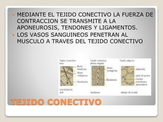 TEJIDO CONECTIVO
 MEDIANTE EL TEJIDO CONECTIVO LA FUERZA DE
CONTRACCION SE TRANSMITE A LA
APONEUROSIS, TENDONES Y LIGAMENTOS.
 LOS VASOS SANGUINEOS PENETRAN AL
MUSCULO A TRAVES DEL TEJIDO CONECTIVO
 