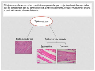 El tejido muscular es un orden constitutivo supracelular por conjuntos de células asociadas
que se caracterizan con su contractibilidad. Embriológicamente, el tejido muscular se origina
a partir del mesénquima embrionario.
Tejido muscular
Tejido muscular liso Tejido muscular estriado
Esquelético Cardiaco
 