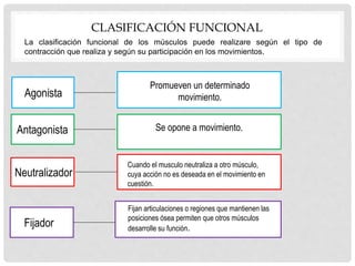 CLASIFICACIÓN FUNCIONAL
La clasificación funcional de los músculos puede realizare según el tipo de
contracción que realiza y según su participación en los movimientos.
Agonista
Antagonista
Neutralizador
Fijador
Promueven un determinado
movimiento.
Fijan articulaciones o regiones que mantienen las
posiciones ósea permiten que otros músculos
desarrolle su función.
Cuando el musculo neutraliza a otro músculo,
cuya acción no es deseada en el movimiento en
cuestión.
Se opone a movimiento.
 