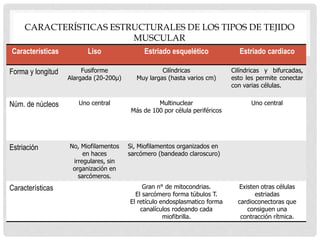 CARACTERÍSTICAS ESTRUCTURALES DE LOS TIPOS DE TEJIDO
MUSCULAR
Características Liso Estriado esquelético Estriado cardiaco
Forma y longitud Fusiforme
Alargada (20-200µ)
Cilíndricas
Muy largas (hasta varios cm)
Cilíndricas y bifurcadas,
esto les permite conectar
con varias células.
Núm. de núcleos Uno central Multinuclear
Más de 100 por célula periféricos
Uno central
Estriación No, Miofilamentos
en haces
irregulares, sin
organización en
sarcómeros.
Si, Miofilamentos organizados en
sarcómero (bandeado claroscuro)
Características Gran n° de mitocondrias.
El sarcómero forma túbulos T.
El retículo endosplasmatico forma
canalículos rodeando cada
miofibrilla.
Existen otras células
estriadas
cardioconectoras que
consiguen una
contracción rítmica.
 