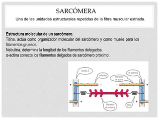SARCÓMERA
Una de las unidades estructurales repetidas de la fibra muscular estriada.
Estructura molecular de un sarcómero.
Titina, actúa como organizador molecular del sarcómero y como muelle para los
filamentos gruesos.
Nebulina, determina la longitud de los filamentos delegados.
α-actina conecta los filamentos delgados de sarcómero próximo.
 