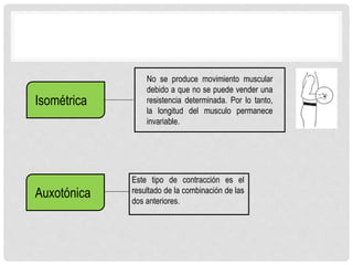 Isométrica
Auxotónica
No se produce movimiento muscular
debido a que no se puede vender una
resistencia determinada. Por lo tanto,
la longitud del musculo permanece
invariable.
Este tipo de contracción es el
resultado de la combinación de las
dos anteriores.
 