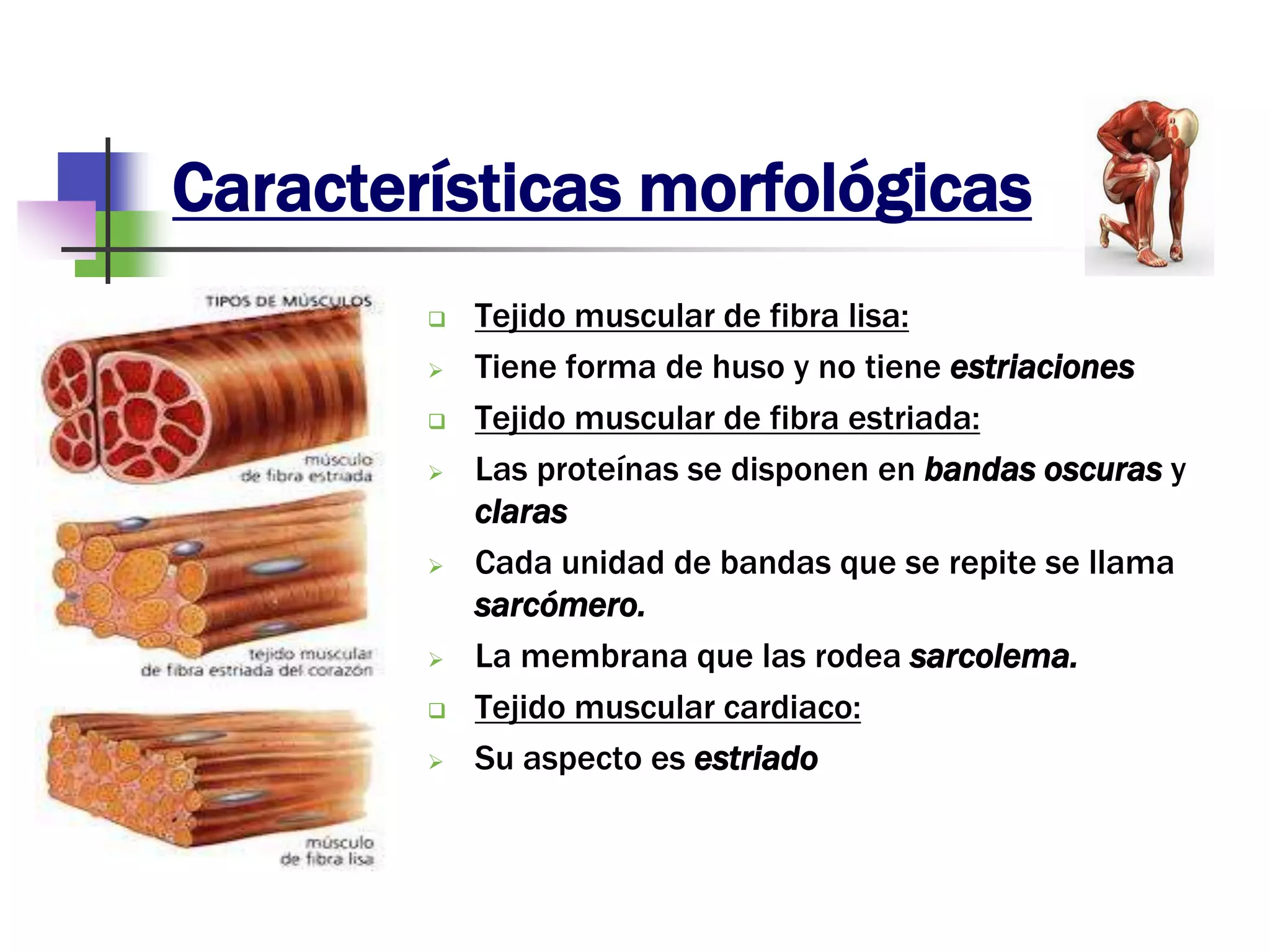 Características morfológicas
 Tejido muscular de fibra lisa:
 Tiene forma de huso y no tiene estriaciones
 Tejido muscular de fibra estriada:
 Las proteínas se disponen en bandas oscuras y
claras
 Cada unidad de bandas que se repite se llama
sarcómero.
 La membrana que las rodea sarcolema.
 Tejido muscular cardiaco:
 Su aspecto es estriado
 