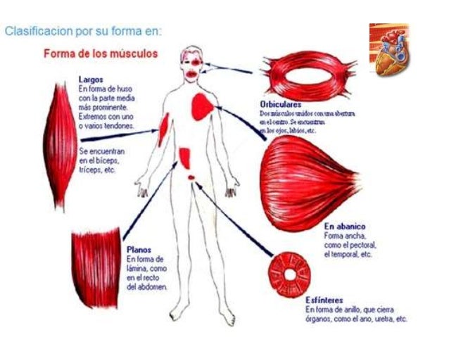 Tejido muscular