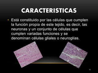 CARACTERISTICAS
10
• Está constituido por las células que cumplen
la función propia de este tejido, es decir, las
neuronas y un conjunto de células que
cumplen variadas funciones y se
denominan células gliales o neuroglías.
 