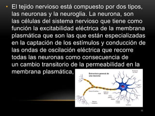 11
• El tejido nervioso está compuesto por dos tipos,
las neuronas y la neuroglia. La neurona, son
las células del sistema nervioso que tiene como
función la excitabilidad eléctrica de la membrana
plasmática que son las que están especializadas
en la captación de los estímulos y conducción de
las ondas de oscilación eléctrica que recorre
todas las neuronas como consecuencia de
un cambio transitorio de la permeabilidad en la
membrana plasmática,
 