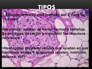 TIPOS
12
• El tejido nervioso está formado por 2 tipos de
células:
>Neuronas: existen de varias formas y tamaños.
Se encargan de recibir y transmitir los impulsos
nerviosos.
>Neuroglias: grupo de células que ayudan en sus
funciones vitales a la neurona (sostén, nutrición,
defensa, etc.)
 