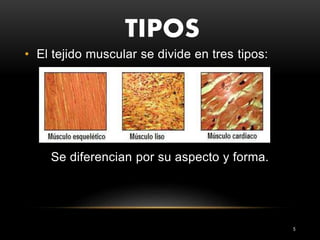 TIPOS
5
• El tejido muscular se divide en tres tipos:
Se diferencian por su aspecto y forma.
 