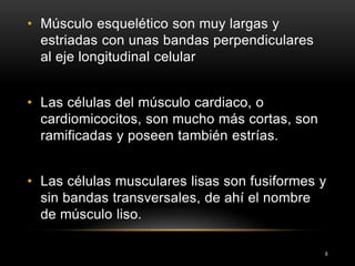 6
• Músculo esquelético son muy largas y
estriadas con unas bandas perpendiculares
al eje longitudinal celular
• Las células del músculo cardiaco, o
cardiomicocitos, son mucho más cortas, son
ramificadas y poseen también estrías.
• Las células musculares lisas son fusiformes y
sin bandas transversales, de ahí el nombre
de músculo liso.
 