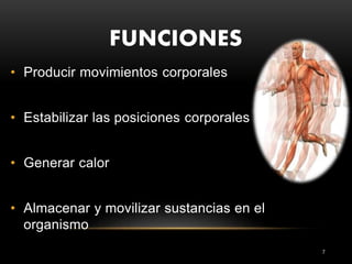 FUNCIONES
7
• Producir movimientos corporales
• Estabilizar las posiciones corporales
• Generar calor
• Almacenar y movilizar sustancias en el
organismo
 