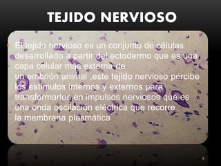 TEJIDO NERVIOSO
9
• El tejido nervioso es un conjunto de células
desarrollado a partir del ectodermo que es una
capa celular más externa de
un embrión animal ,este tejido nervioso percibe
los estímulos internos y externos para
transformarlos en impulsos nerviosos que es
una onda oscilación eléctrica que recorre
la membrana plasmática
 