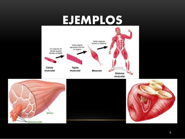 Tejido muscular