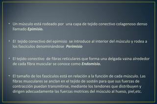 • Un músculo está rodeado por una capa de tejido conectivo colagenoso denso
llamado Epimisio.
• El tejido conectivo del epimisio se introduce al interior del músculo y rodea a
los fascículos denominándose Perimisio
• El tejido conectivo de fibras reticulares que forma una delgada vaina alrededor
de cada fibra muscular se conoce como Endomisio.
• El tamaño de los fascículos está en relación a la función de cada músculo. Las
fibras musculares se anclan en el tejido de sostén para que sus fuerzas de
contracción puedan transmitirse, mediante los tendones que distribuyen y
dirigen adecuadamente las fuerzas motrices del músculo al hueso, piel,etc.
 