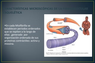 •En cada Miofibrilla se
establecen periodos ordenados
que se repiten a lo largo de
ellas ,generado por
organización ordenada de sus
proteínas contráctiles: actina y
miosina.
 